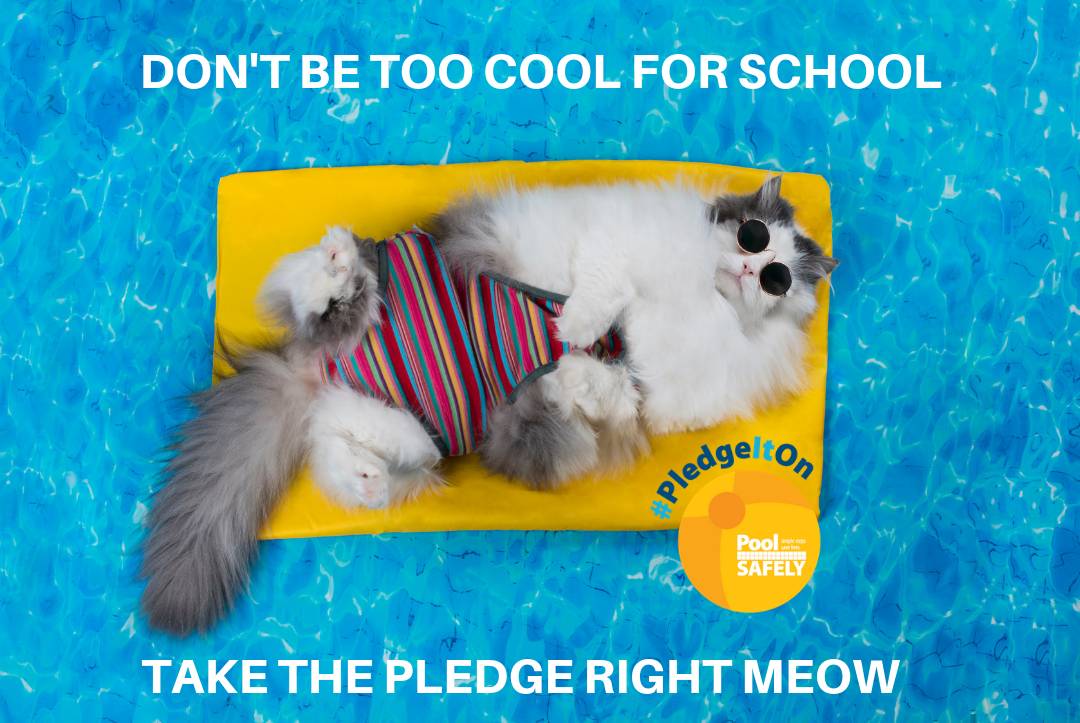 Francisco the Cat - don't be too cool for school, take the pledge right now