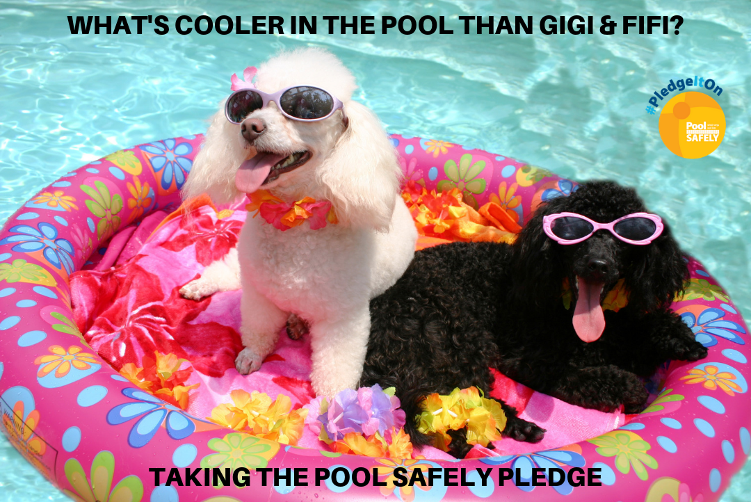 Gigi and Fifi the Poodles - what's cooler in the pool than Gigi and Fifi? Taking the Pool Safely pledge