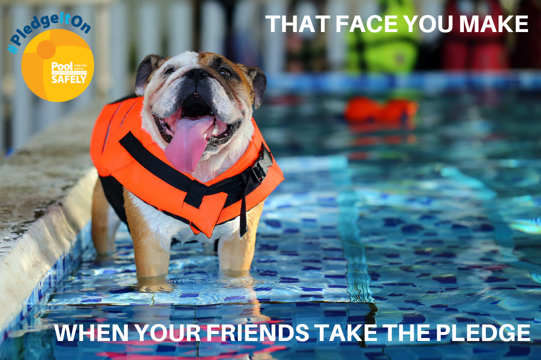 Pete the Bulldog - that face you make when your friends take the pledge